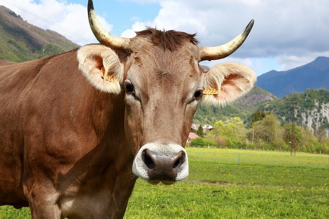cow milk online