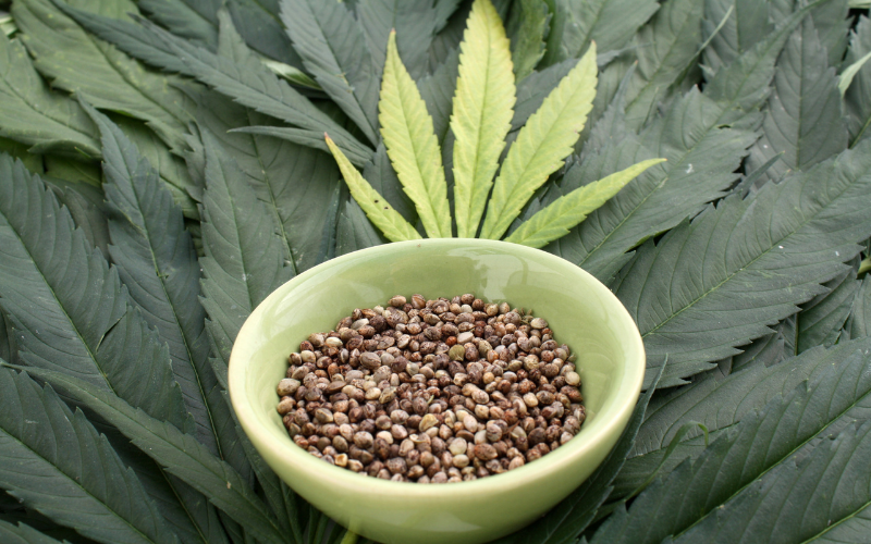 raw-marijuana-seeds