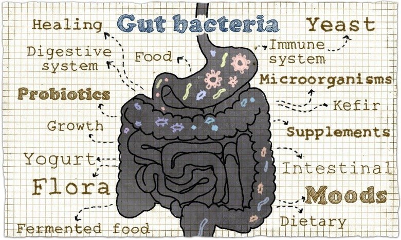 gut health supplements