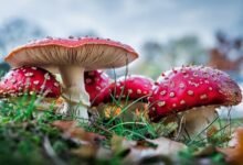 Amanita mushroom