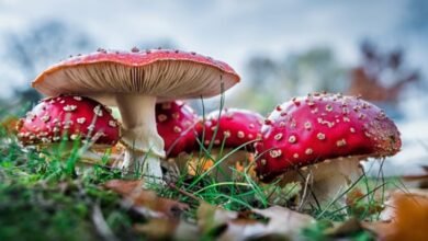 Amanita mushroom