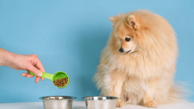 bulk dog bowl