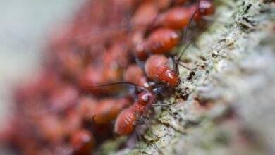pest infested