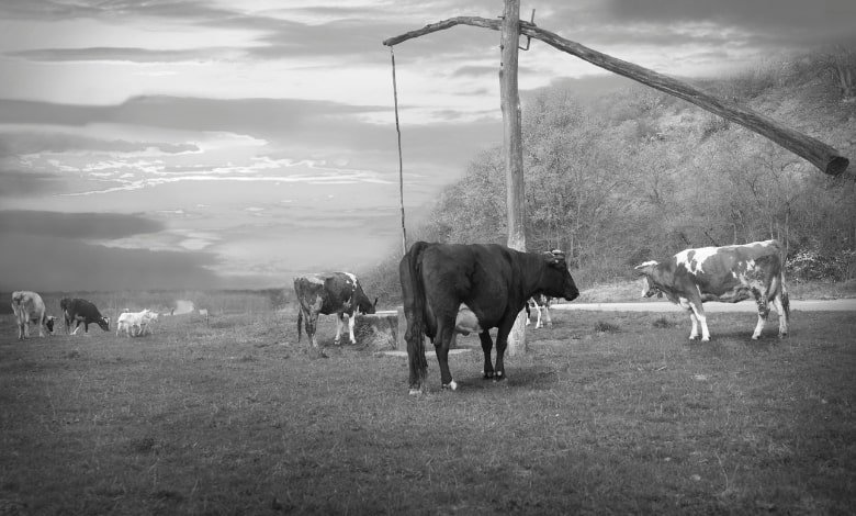 ranch life