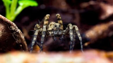 do wolf spiders climb into beds
