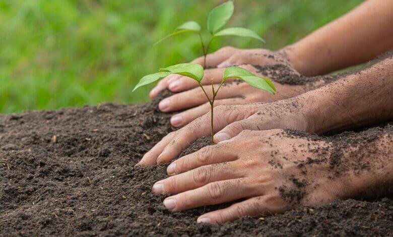 Plant A Tree