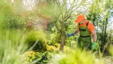 tree care