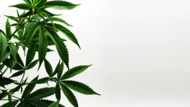 CBD Vs CBN