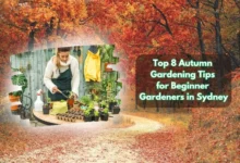 autumn gardening tips