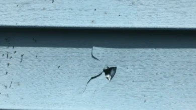 siding repair