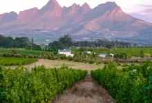 South Africa's Wine Wonderland