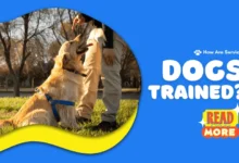 A golden retriever service dog being trained outdoors with its trainer, learning obedience commands.