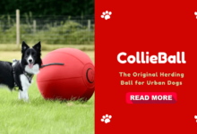 CollieBall